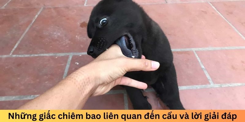 Những giấc chiêm bao liên quan đến cẩu và lời giải đáp